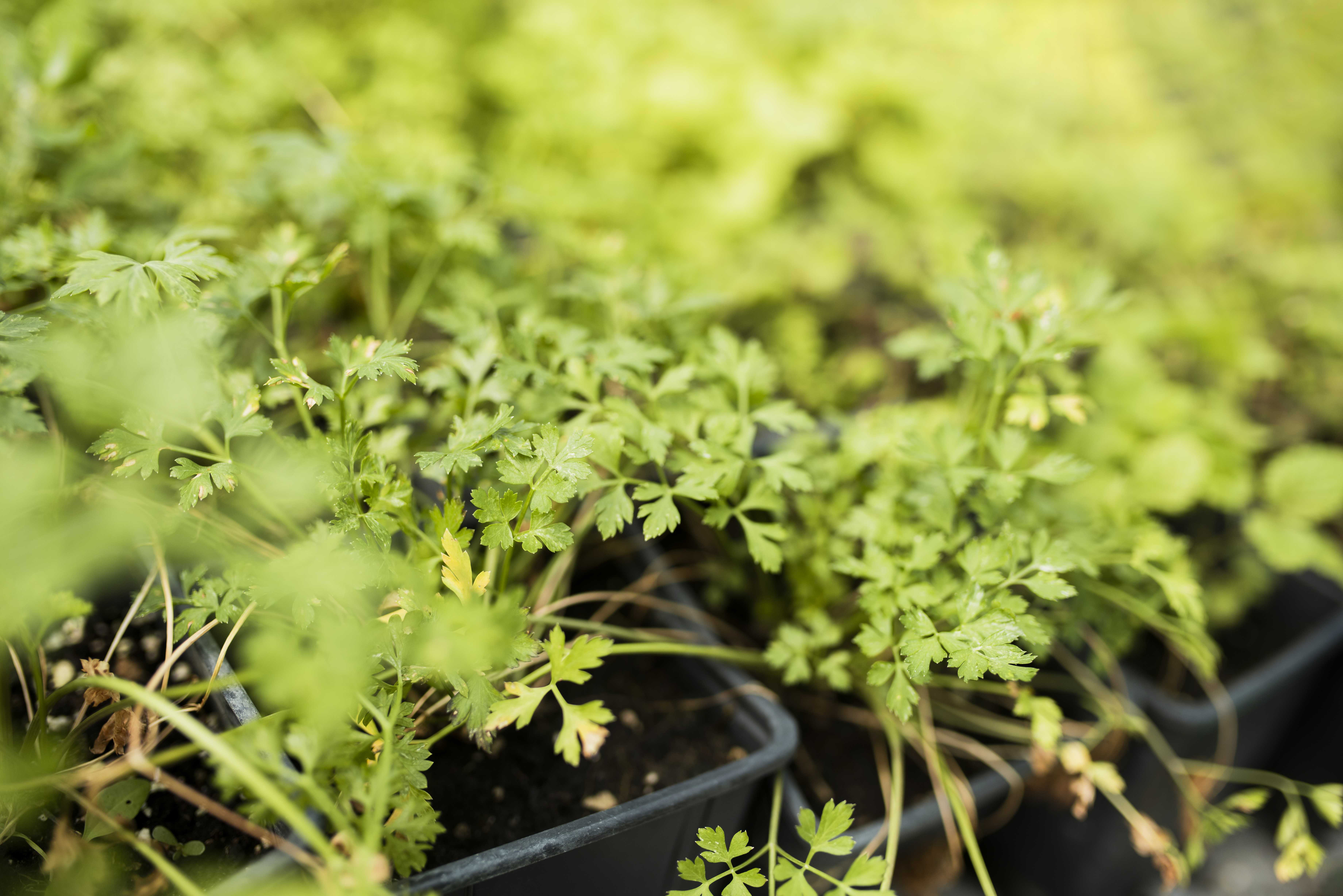 Projet Persil hors-sol