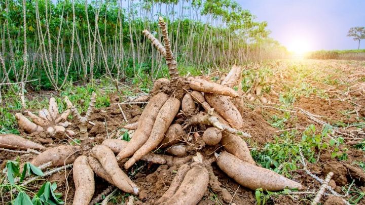 LE MANIOC UN TRESOR ECONOMIQUE ET CULINAIRE A DINGOUIN