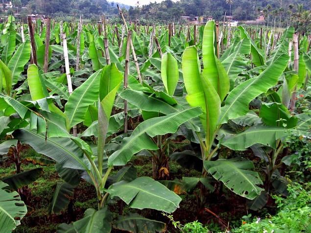 LA BANANE LA CLEF DU DEVELLOPEMENT DE DINGOUIN